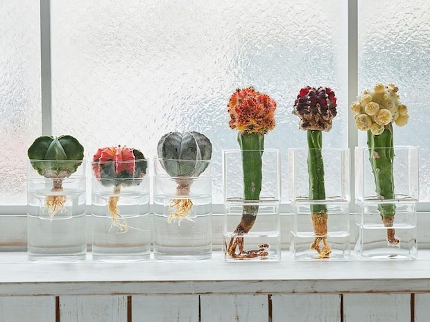 グリーンで部屋を涼しく＆お洒落に！土不要、水だけで育つ植物