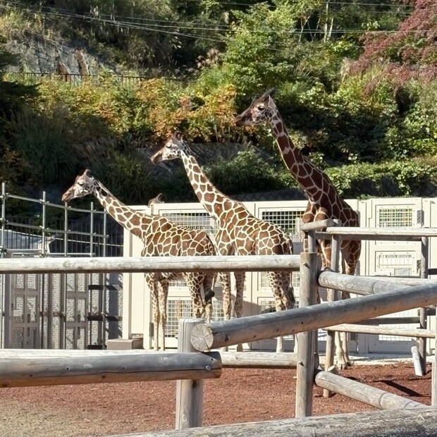 多摩動物公園子連れおでかけ家族でおでかけ動物園キリンの群れ