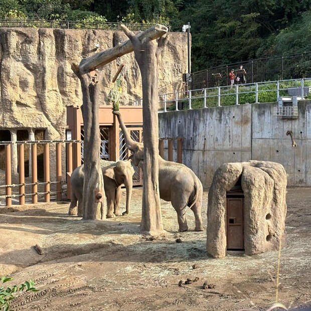 多摩動物公園子連れおでかけ家族でおでかけ動物園ゾウ