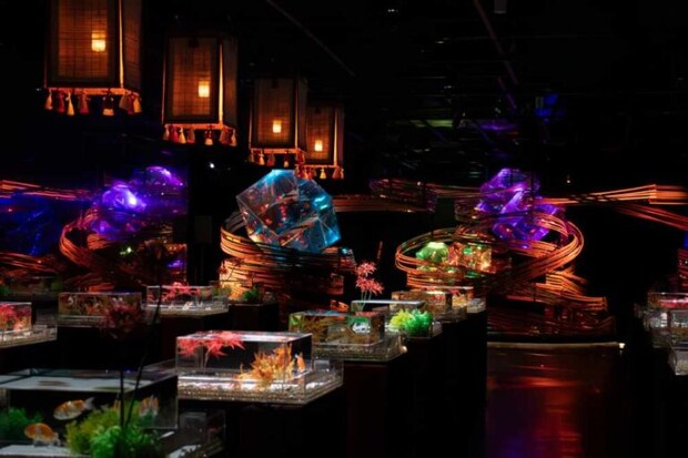 金魚泳ぐ幻想秋夜2025の展示