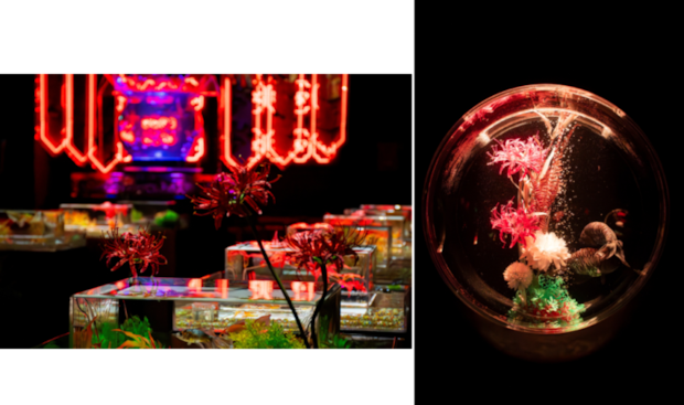 新金魚品評、金魚コレクション