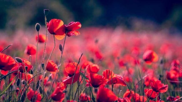 ヒナゲシの花