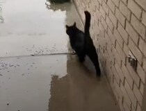 天候は最悪！ 雹が降っているのに、好奇心に勝てなかった猫さん。