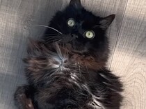 子猫時代とシニア期で鳴き声を比較！大きくなっても変わらない“愛されボイス”