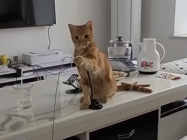 「猫じゃらしを動かして!」逆に人間を遊ばせる猫さんが可愛すぎる