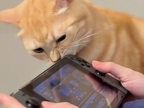 「ゲームなんてさせない！」Switchにやきもちを焼く猫さんの妨害が可愛すぎる