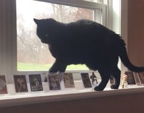 猫様の通る場所にコレクションを置いたら…やっぱりこうなった。