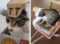 猫専用のアトラクション！ なかなかスリルがある乗り物を作ってみた。