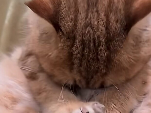 赤ちゃんのようにチュパチュパ♡ 猫さんの安心スタイルはまさかの「自分のお腹」