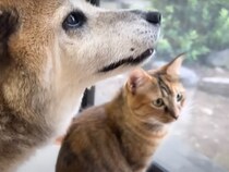 窓辺での日課♡ 猫ちゃんと柴犬さんの“お外ウォッチング”は今日も異常なし