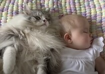 「起こさニャいでね〜」赤ちゃんに添い寝してあげる猫