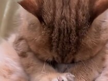 赤ちゃんのようにチュパチュパ♡ 猫さんの安心スタイルはまさかの「自分のお腹」