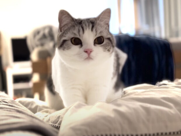 枕をフミフミする甘えん坊の仕草かと思ったら… 謎の行動を取る猫さん。