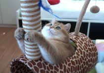 まるで遊園地だよ！ おもちゃにワクワクの猫さん。