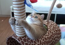 まるで遊園地だよ！ おもちゃにワクワクの猫さん。