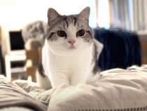 枕をフミフミする甘えん坊の仕草かと思ったら… 謎の行動を取る猫さん。