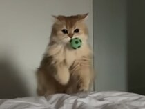 猫「取ってきたよ〜！」犬のようにボールで遊ぶネコ。