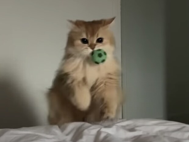 猫「取ってきたよ〜!」犬のようにボールで遊ぶネコ。