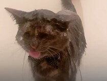 シャワーが好きすぎる猫、頭までびしょ濡れ…でも飼い主と一緒に入りたい！