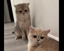 妻がキゲン悪いんです… 怒られて凹むパパ猫さん。