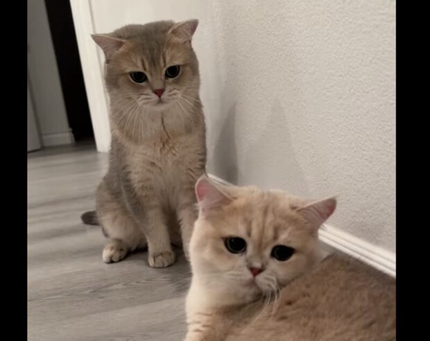 妻がキゲン悪いんです… 怒られて凹むパパ猫さん。