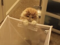 箱がつぶれちゃった！強引に入ろうとした猫、残念なことに…