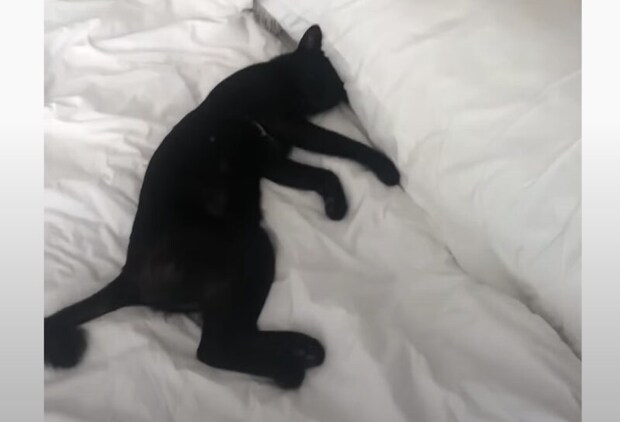 貸切のはずの別荘に先客? ベッドで堂々と寝ていたのは…