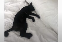 貸切のはずの別荘に先客？ ベッドで堂々と寝ていたのは…