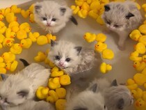 みんなで入れば怖くない？ アヒルちゃんも一緒に子猫さんたちの初めてのバスタイム