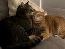 目を細める表情が幸せそう！見ているだけであたたかい。猫たちのおやすみ姿