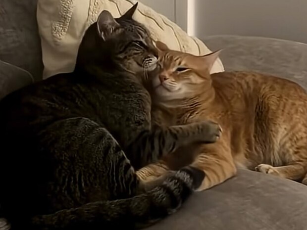 目を細める表情が幸せそう!見ているだけであたたかい。猫たちのおやすみ姿