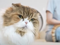 猫さんたちにも毎日こだわりの生活があるんだよ！ かわいいルーティンを紹介♡