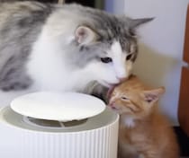 なかなかお水が飲めない子猫。理由は… 兄弟に溺愛されているから！