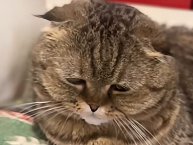 猫「えっ、もう終わり?」手が止まると分かりやすく残念そうな顔!