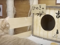「いつものお家じゃない…」少し戸惑う猫さんと新しいネコハウス