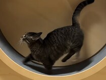 全力ダッシュvsのんびりポテポテ♡ 個性が光る猫さんたちの運動時間