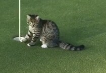 ゴルフの終わりが見えない… 絶対にカップインさせない猫