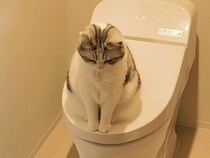 「ちゃんとノックしてよね！」猫さんの大切なトイレ時間をジャマしちゃった飼い主