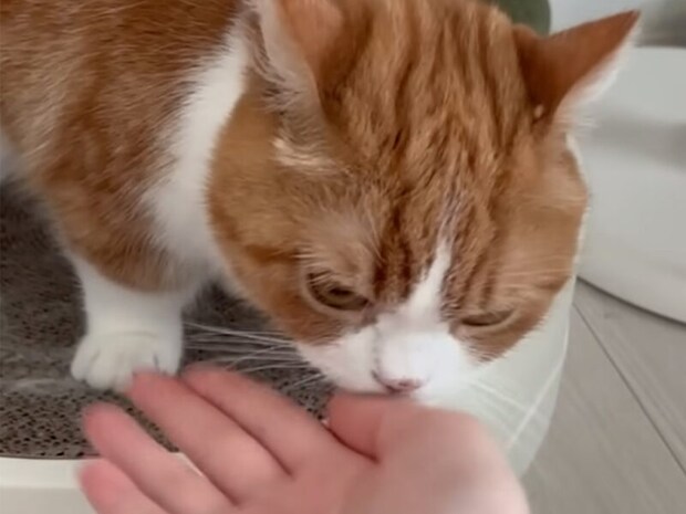 「お手」と言われても、おやつなしじゃやる気ゼロ？　猫さんの駆け引きがかわいすぎる