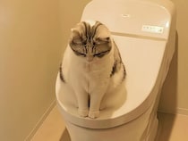 「ちゃんとノックしてよね！」猫さんの大切なトイレ時間をジャマしちゃった飼い主