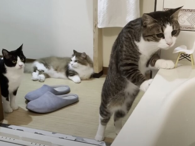 猫にモテる入浴剤!? 夢のようなアイテムがあったぞ！