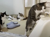 猫にモテる入浴剤!? 夢のようなアイテムがあったぞ！