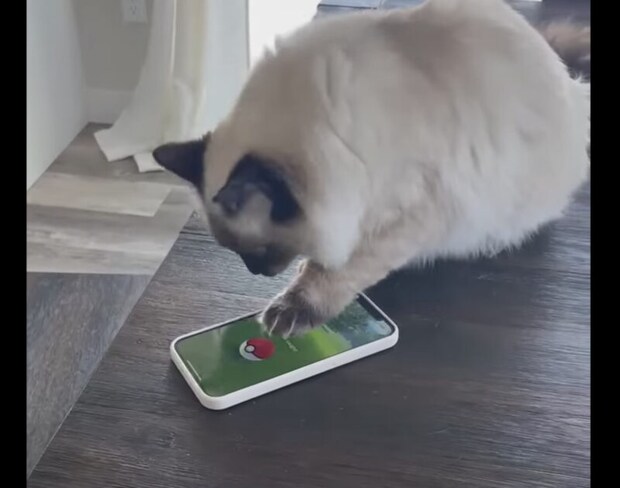 強いのゲットできるかな？ ゲームをしてみたい猫さん