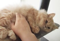 怒られても触りたくなる！猫のお腹… モフモフ♪
