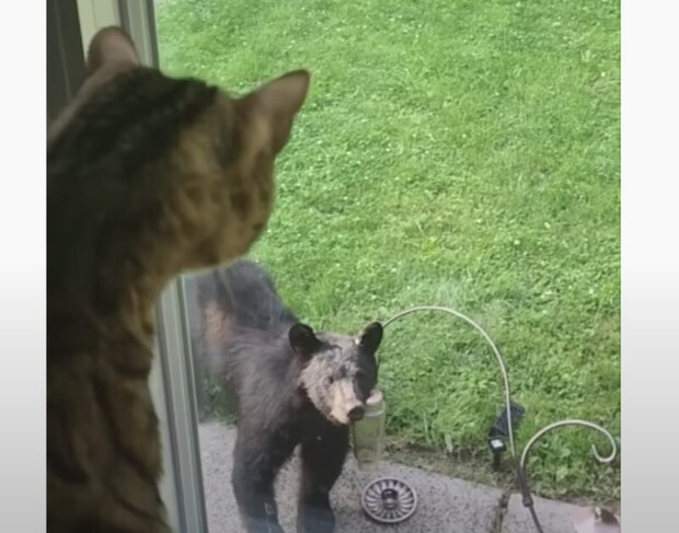 生まれて初めてクマを見た猫… 、自分以外の動物の大きさにびっくり!!