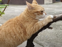 なんでも真似したいニャ！友達猫のコピーをする黒猫。