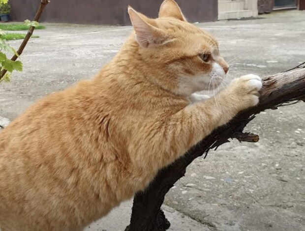 なんでも真似したいニャ!友達猫のコピーをする黒猫。