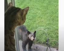 生まれて初めてクマを見た猫… 、自分以外の動物の大きさにびっくり！！