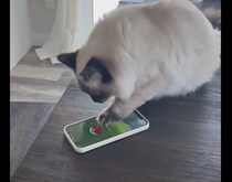 強いのゲットできるかな？ ゲームをしてみたい猫さん