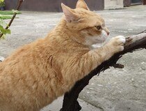 なんでも真似したいニャ！友達猫のコピーをする黒猫。